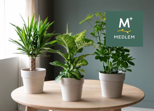 Gr&oslash;nne planter